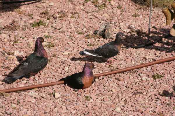 2008 03 14 benidorm benidorm 2008 birds 062 jpg