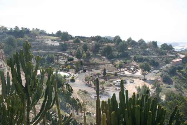 2008 03 14 benidorm benidorm 2008 plants 057 jpg