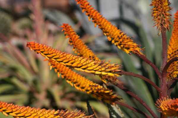 2008 03 14 benidorm benidorm 2008 plants 060 jpg