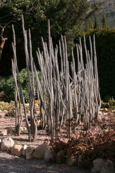 2008 03 14 benidorm benidorm 2008 plants 061 jpg