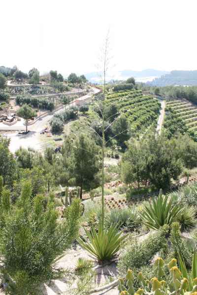 2008 03 14 benidorm benidorm 2008 plants 065 jpg