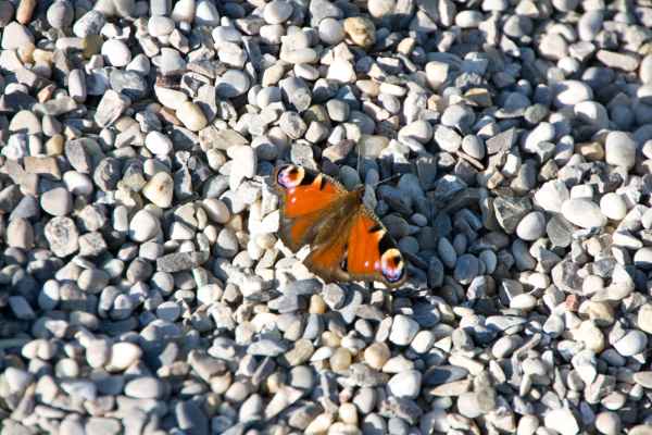 2009 09 08 alpinetour 2009 augsburg butterflies lechcamping motorhome rubywedding 026 jpg