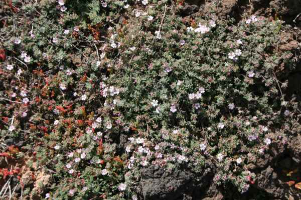 2009 03 16 flora forna holidays lanzarote lanzarote 2009 064 jpg