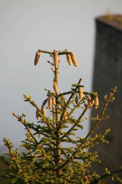 2011 09 03 rhine in flames trip cycling eupen flowers motorhome 035 jpg