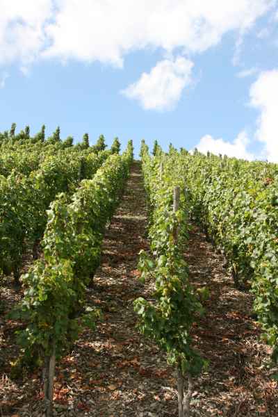 2011 09 05 rhine in flames trip cycling motorhome mulheim mosel 048 jpg