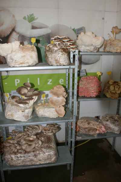 2011 09 16 rhine in flames trip flowershow koblenz motorhome 030 jpg