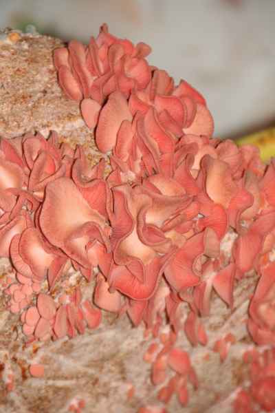 2011 09 16 rhine in flames trip flowershow koblenz motorhome 033 jpg