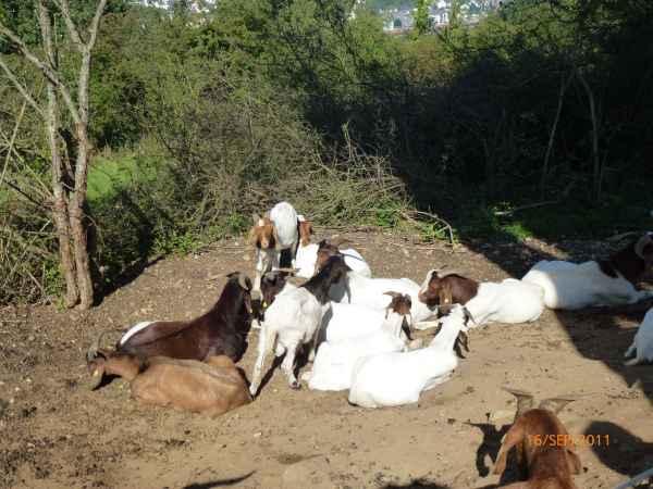 2011 09 16 rhine in flames trip flowershow koblenz motorhome 046 jpg