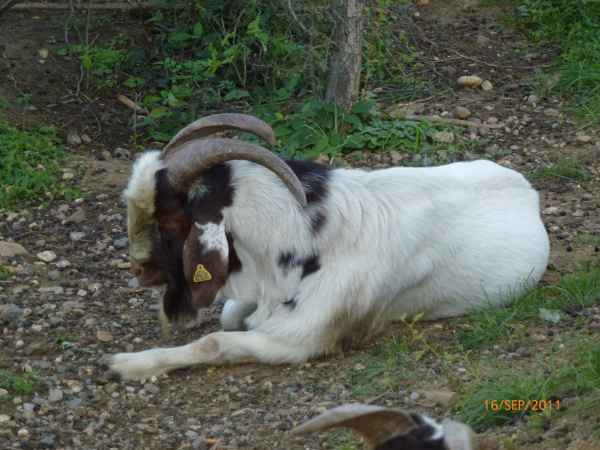 2011 09 16 rhine in flames trip flowershow koblenz motorhome 047 jpg