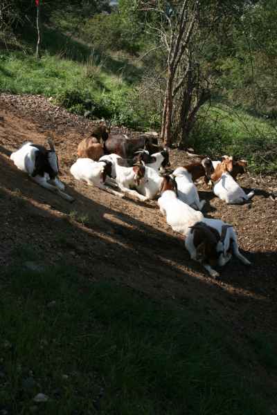 2011 09 16 rhine in flames trip flowershow koblenz motorhome 048 jpg