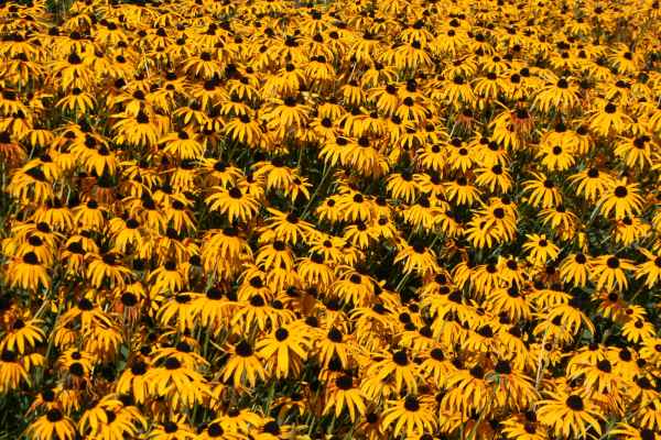 2011 09 16 rhine in flames trip flowershow koblenz motorhome 086 jpg
