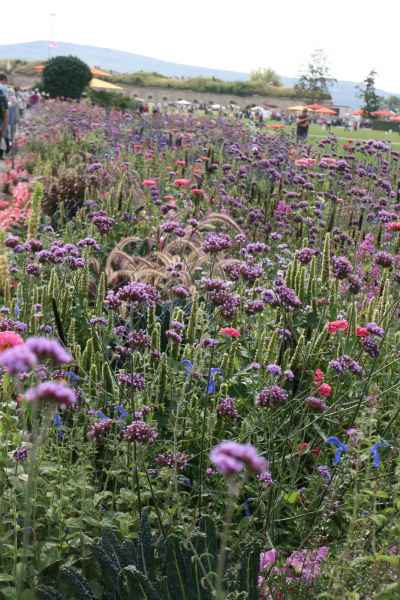2011 09 16 rhine in flames trip flowershow koblenz motorhome 094 jpg
