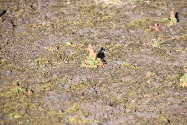 2012 08 03 iceland 2012 iceland landmannalaugar plants 073 jpg 2