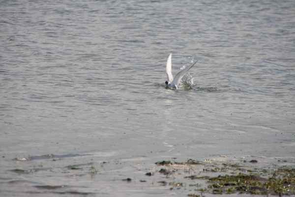 2012 08 04 iceland 2012 alftanes iceland 078 jpg 2