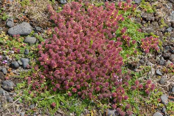 2012 08 04 iceland 2012 alftanes iceland plants 080 jpg 2