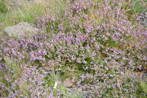 2012 08 06 iceland 2012 iceland krysuvik  sulphur pools 110 jpg 2