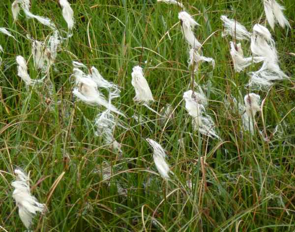 2012 08 08 iceland 2012 bidudalsvegur iceland plants 139 jpg