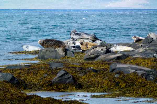 2012 08 09 iceland 2012 foche islanda giugno iceland seals sealions 159 jpg