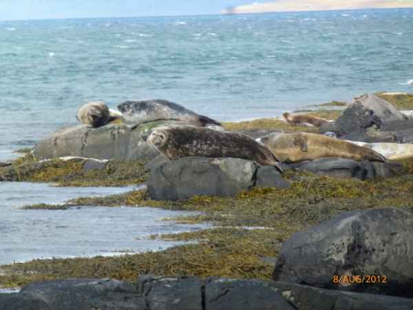 2012 08 09 iceland 2012 foche islanda giugno iceland seals sealions 160 jpg