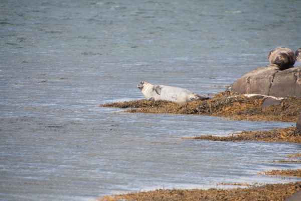 2012 08 09 iceland 2012 foche islanda giugno iceland seals sealions 162 jpg