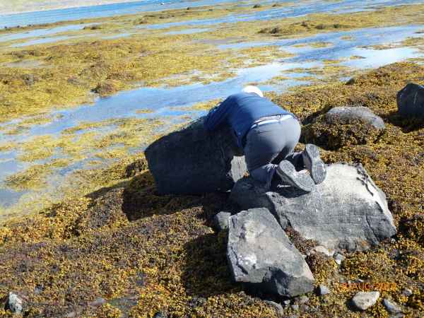 2012 08 09 iceland 2012 foche islanda giugno iceland seals sealions 163 jpg