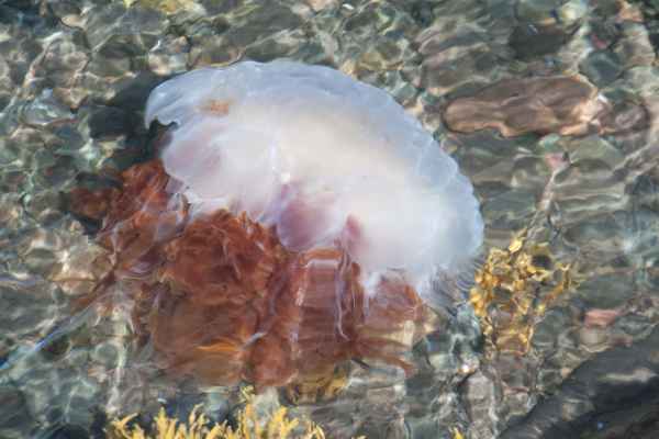 2012 08 09 iceland 2012 iceland jellyfish seydisfjordur 154 jpg