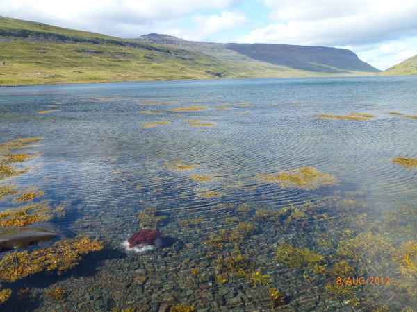 2012 08 09 iceland 2012 iceland jellyfish seydisfjordur 155 jpg