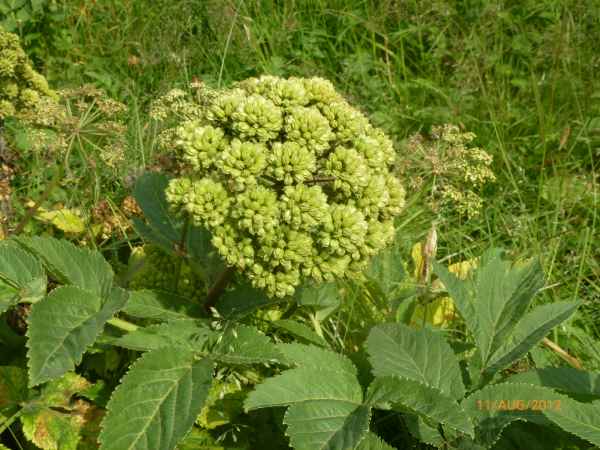 2012 08 12 iceland 2012 iceland plants skogafoss 195 jpg