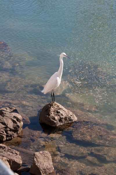 2012 02 08 portugal 2012 stork villamoura 056 jpg
