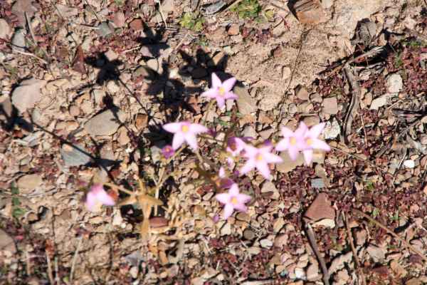 2012 02 15 portugal 2012 foia plants 097 jpg
