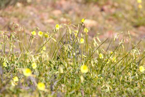 2012 02 15 portugal 2012 monchique plants walking 095 jpg