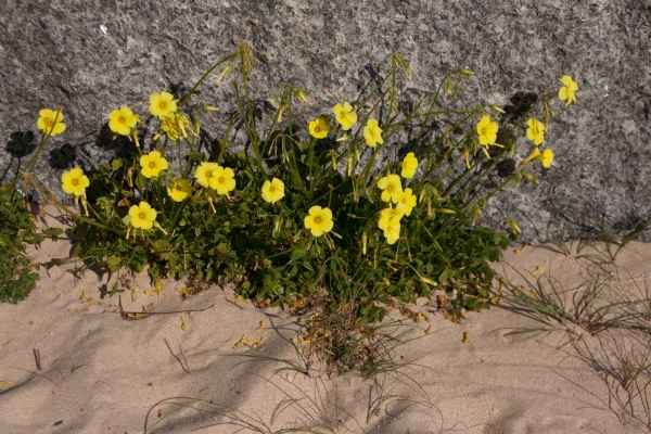 2012 02 23 portugal 2012 alvor 112 jpg