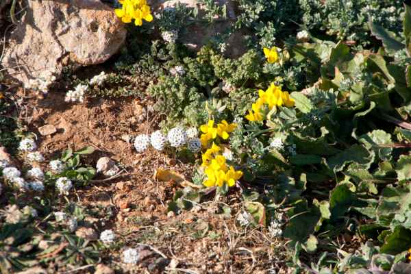 2012 02 27 portugal 2012 carrapateira flowers 127 jpg