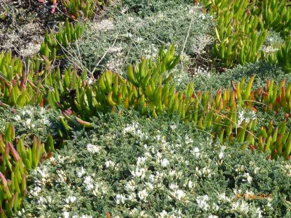2012 02 28 portugal 2012 carrapateira flowers 148 jpg