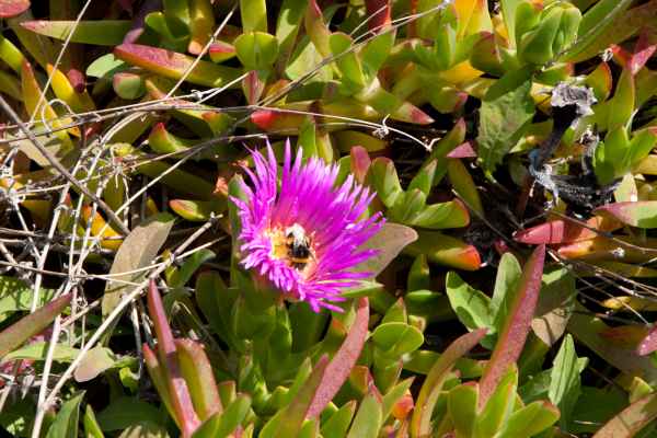 2012 02 28 portugal 2012 carrapateira flowers 149 jpg