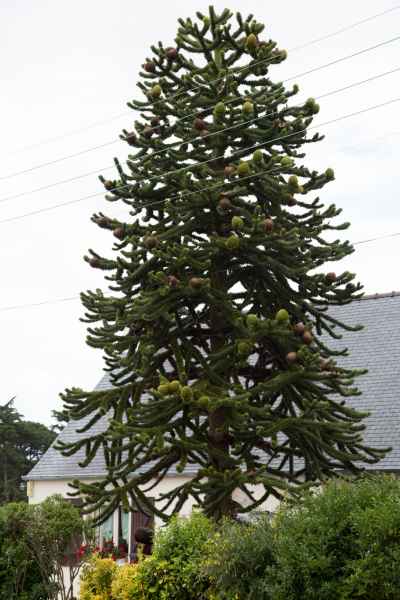 2013 06 15 france2013 trebeurden 078 jpg