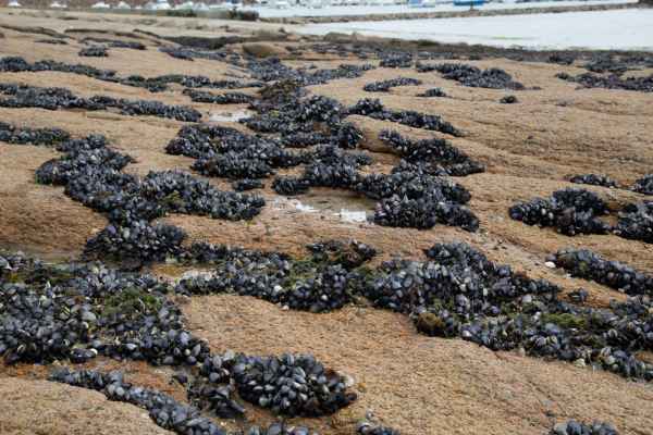 2013 06 15 france2013 trebeurden 080 jpg