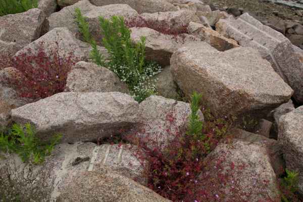 2013 06 15 france2013 trebeurden 082 jpg