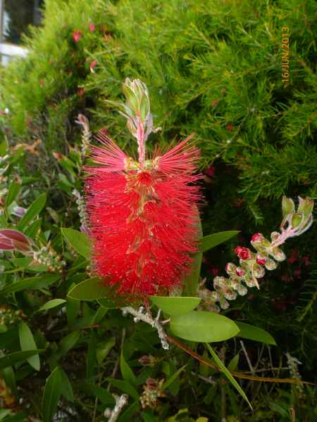 2013 06 16 carantec france2013 087 jpg