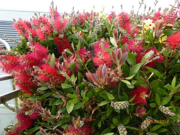 2013 06 16 carantec france2013 088 jpg