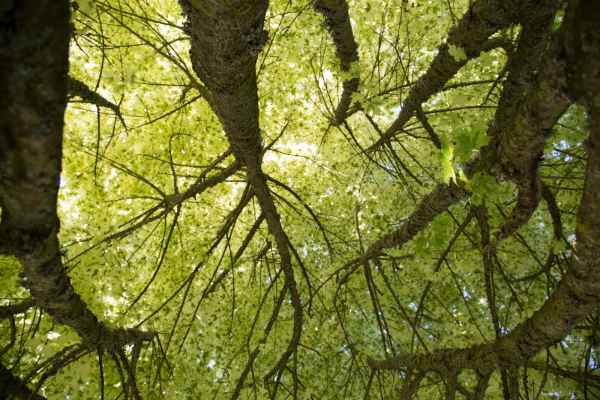 2013 06 25 france2013 mamers trees 141 jpg