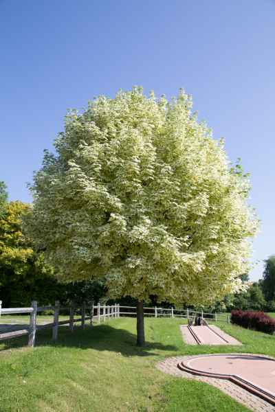 2013 06 25 france2013 mamers trees 142 jpg