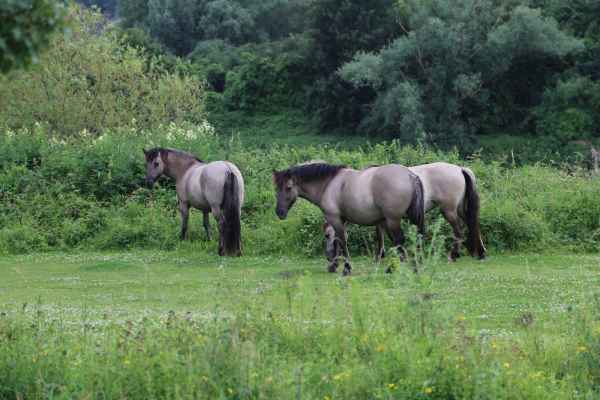 2013 06 27 france2013 horses oustmaarland 148 jpg