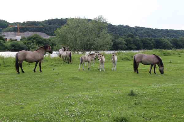 2013 06 27 france2013 horses oustmaarland 149 jpg