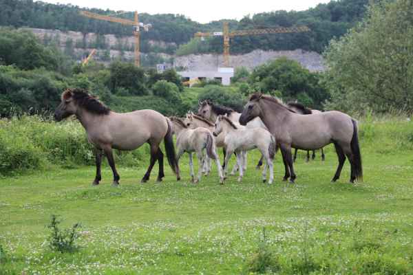 2013 06 27 france2013 horses oustmaarland 150 jpg