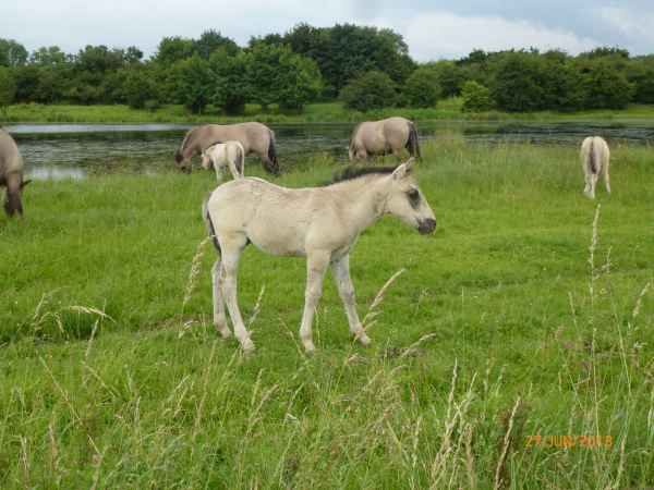 2013 06 27 france2013 horses oustmaarland 151 jpg
