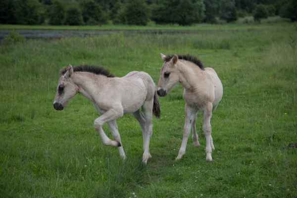 2013 06 27 france2013 horses oustmaarland 152 jpg