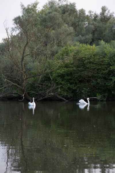 2013 06 27 france2013 oustmaarland swans 155 jpg