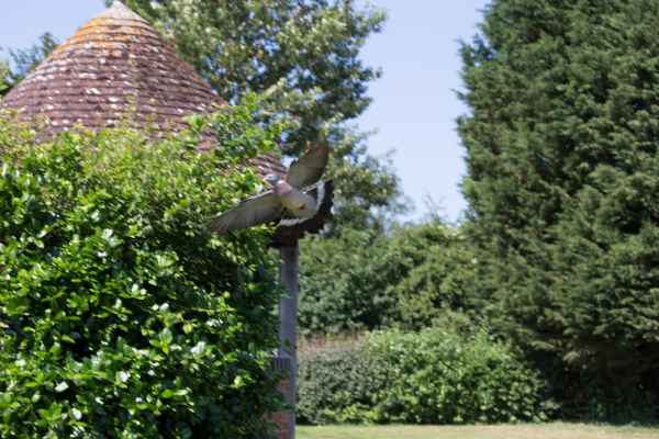 2013 07 09 france2013 pidgeon 218 jpg