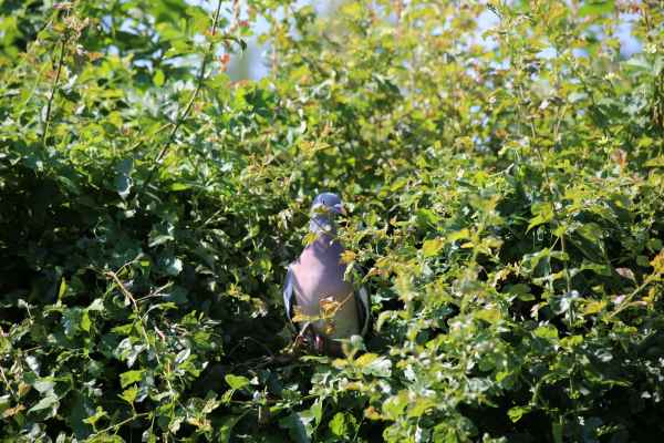 2013 07 09 france2013 pidgeon wallingford 214 jpg